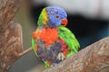 Beautiful Rainbow Lorikeet bird perched on a branch Royalty Free Stock Photo