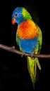 Beautiful rainbow lorikeet parrot Royalty Free Stock Photo