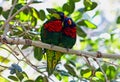 Beautiful rainbow lorikeet parrot, trichoglossus moluccanus Royalty Free Stock Photo