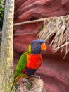 Beautiful rainbow lorikeet parrot on tropical plant outdoors Royalty Free Stock Photo