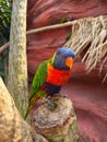 Beautiful rainbow lorikeet parrot on tropical plant outdoors Royalty Free Stock Photo