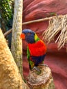 Beautiful rainbow lorikeet parrot on tropical plant outdoors Royalty Free Stock Photo