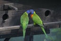 Beautiful rainbow lory parrots interacting Royalty Free Stock Photo