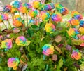 Beautiful rainbow roses blooming in the garden Royalty Free Stock Photo