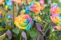 Beautiful of Rainbow Roses Royalty Free Stock Photo