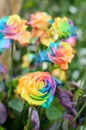 Beautiful of Rainbow Roses Royalty Free Stock Photo