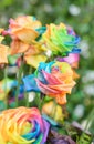 Beautiful of Rainbow Roses Royalty Free Stock Photo