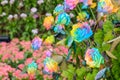 Beautiful of Rainbow Roses Royalty Free Stock Photo