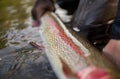 beautiful rainbow trout spots alaska Royalty Free Stock Photo