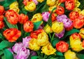 Beautiful Rainbow tulips Royalty Free Stock Photo