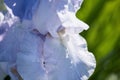 Beautiful raindrops on blue light iris flower. flower close-up, large flower on a bright green blurred background Royalty Free Stock Photo