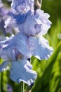 Beautiful raindrops on blue light iris flower. flowers close-up in macro photography. large flowers on a bright green blurred Royalty Free Stock Photo