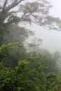 Beautiful rainforest of Solomon Island