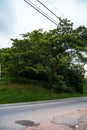 Beautiful rainforest tree next to the damaged road, cracked asphalt blacktop with patches