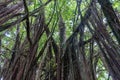 Beautiful rainforest vista on the Big Island of Hawaii Royalty Free Stock Photo