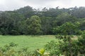Beautiful rainforest vista at the Kuilau Ridge area, Lihue-Koloa Forest Reserve on Kauai, Hawaii, after a rainstorm
