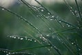 Beautiful rainy drop on the grass