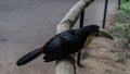 A beautiful Ramphastos dicolorus green-billed toucan sits on a perch