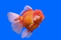 Beautiful ranchu or lion head goldfish Royalty Free Stock Photo