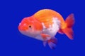 Beautiful ranchu or lion head goldfish Royalty Free Stock Photo