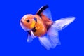 Beautiful ranchu or lion head goldfish Royalty Free Stock Photo