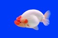 Beautiful ranchu or lion head goldfish