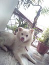 Beautiful random click of a white dog