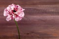 Beautiful Ranunculus Charlotte on a wooden background