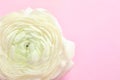 Beautiful ranunculus flower on color background Royalty Free Stock Photo