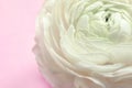 Beautiful ranunculus flower on color background Royalty Free Stock Photo