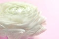 Beautiful ranunculus flower on color background Royalty Free Stock Photo