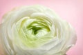 Beautiful ranunculus flower on color background Royalty Free Stock Photo