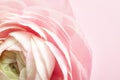 Beautiful ranunculus flower on color background Royalty Free Stock Photo