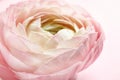 Beautiful ranunculus flower on color background Royalty Free Stock Photo