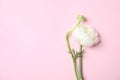 Beautiful ranunculus flower on color background. Space for text Royalty Free Stock Photo