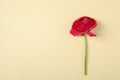 Beautiful ranunculus flower on color background, top view. Royalty Free Stock Photo