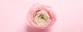 Beautiful ranunculus flower on pink background. top view. Banner design Royalty Free Stock Photo