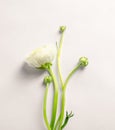 Beautiful ranunculus flower on white background Royalty Free Stock Photo