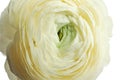 Beautiful ranunculus flower on white background Royalty Free Stock Photo