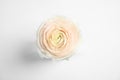 Beautiful ranunculus flower on white background Royalty Free Stock Photo