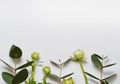 Beautiful  ranunculus flowers buds  on white background. Eucalyptus branches. Flat lay, top view Royalty Free Stock Photo