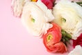 Beautiful ranunculus flowers on color background. Space for text Royalty Free Stock Photo