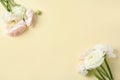 Beautiful ranunculus flowers on color background, top view. Royalty Free Stock Photo