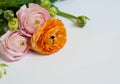 Beautiful ranunculus flowers on white background. Pink and orange flowers