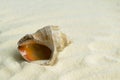 Beautiful rapana shell on the sandy beach. Summer vacation background. Royalty Free Stock Photo