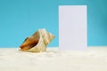 Beautiful rapana shell on the sandy beach. Summer vacation background. Royalty Free Stock Photo