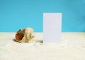 Beautiful rapana shell on the sandy beach. Summer vacation background. Royalty Free Stock Photo