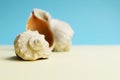 Beautiful rapana shell on the sandy beach. Summer vacation background Royalty Free Stock Photo