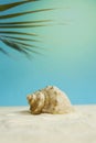 Beautiful rapana shell on the sandy beach. Summer vacation background. Royalty Free Stock Photo