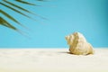 Beautiful rapana shell on the sandy beach. Summer vacation background. Royalty Free Stock Photo